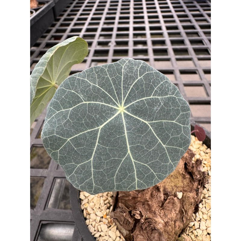 塊根植物-藍葉/大葉山烏龜 B