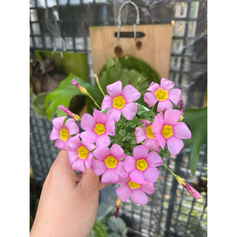 Mien米恩/酢漿草 紫色日出oxalis purple sunrise(3吋)/雨林/觀葉/網紅/IG/室內