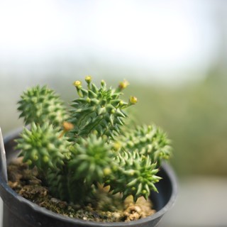 蘇珊大戟 3吋盆 塊根植物 植物盆栽 塊根 療癒 陽臺植物 植栽 園藝 【阿金的便秘花園】E054