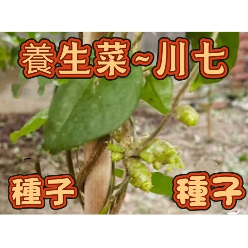 川七種植的價格推薦 - 2025年8月 | 比價比個夠BigGo