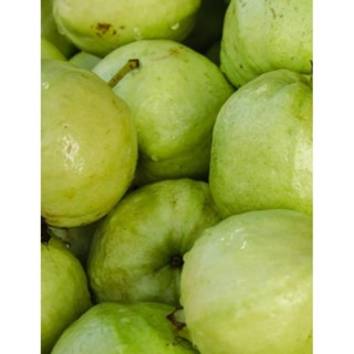 珍珠芭樂~珍珠芭樂香/脆/甜$65/斤