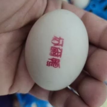 柯爾鴨模型 種蛋 寵物鴨模型 鴨蛋  純白   純種  一顆🥚399🥚⭐️ 弱無受精不補蛋 請考慮清楚 下單視同接受⭐️