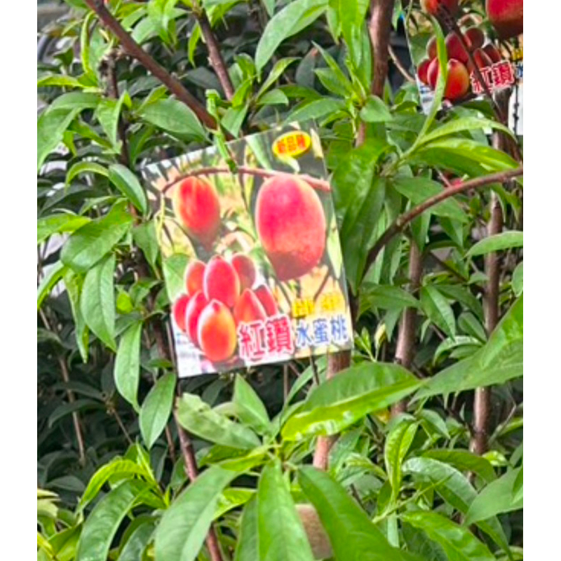 ★綠霖園藝★紅鑽水蜜桃 嫁接 掛果中 觀賞植物/水果樹苗/新興果樹/果苗/嫁接/植物/盆栽