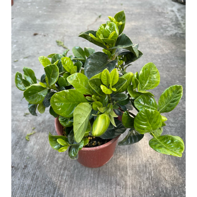 🪴綠植田園🪴大花玉堂春/梔子花/玉堂春/5寸盆/香花植物/觀花植物/觀葉植物