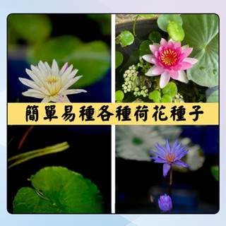💗臺灣現貨現發💗 【校園植物學習單首選】荷花種子 發貨當天才開口力保新鮮 蓮花 荷花 碗蓮 種子 保證開花 超好養哦