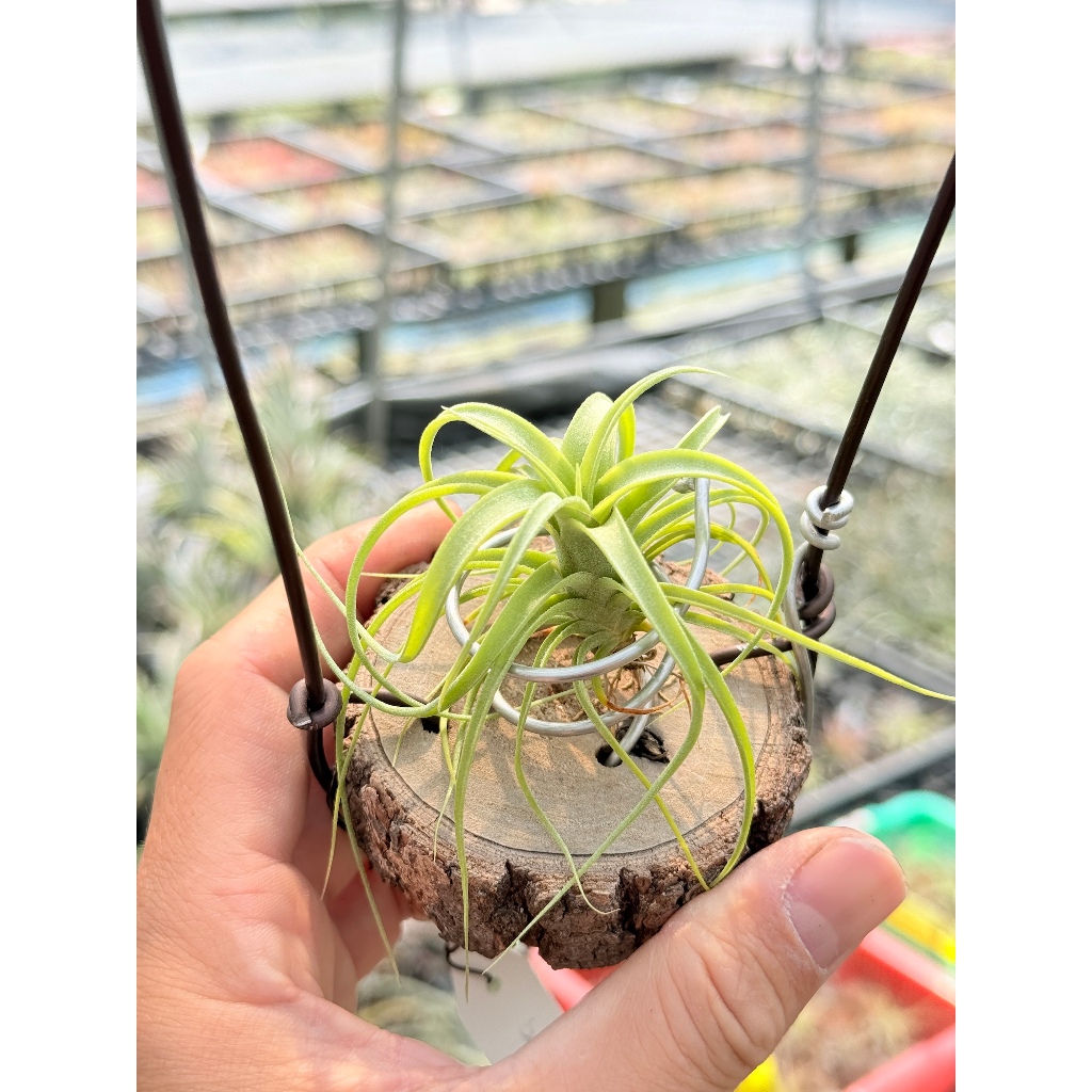 幸福貓「（電捲x霸王)x雪女」空氣鳳梨／空鳳（植物/地表最強/送禮小物/交換小物/婚禮小物）