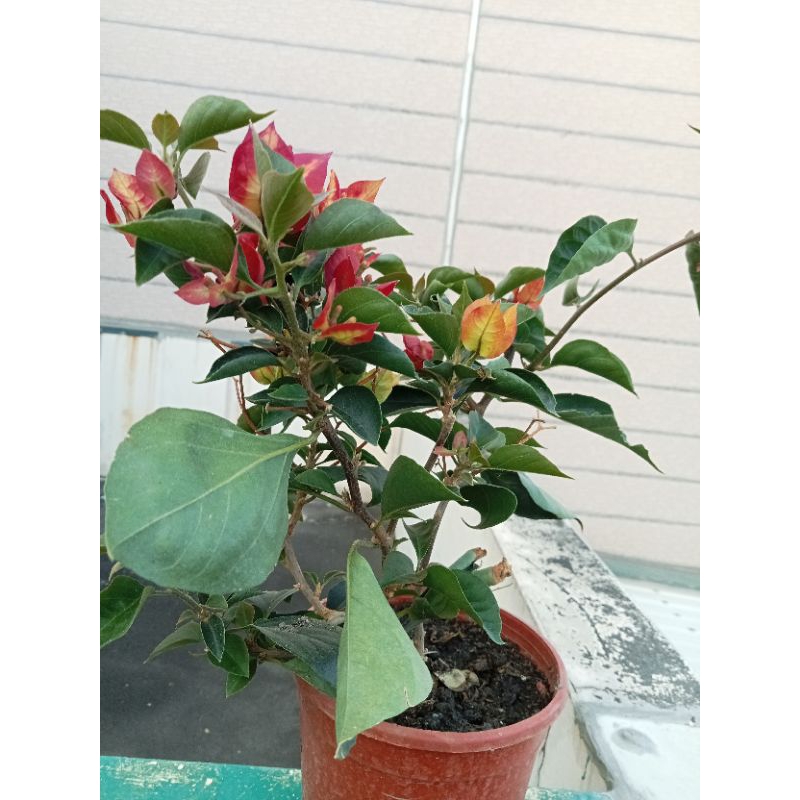 新品種九重葛印度索菲亞（小松園藝）