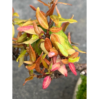 植plant & flower ~ 黃金縮緬葛 迷你盆栽 微型盆栽 辦公桌植物 玩盆栽