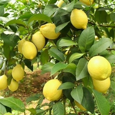🍋【香水檸檬種子】🍋今年新到貨 四季盆栽檸檬樹種子高產水果種子Lemon 客廳綠植盆栽四季常青