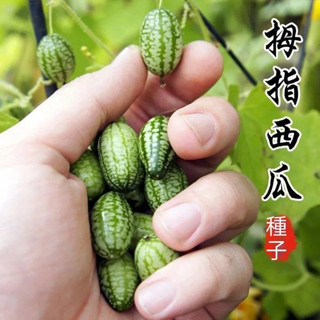 🍈【拇指西瓜種子】🍈2025新品種 袖珍迷你小西瓜可食用陽臺盆栽觀賞特色蔬菜水果種子 四季薄皮迷你盆栽西瓜種子