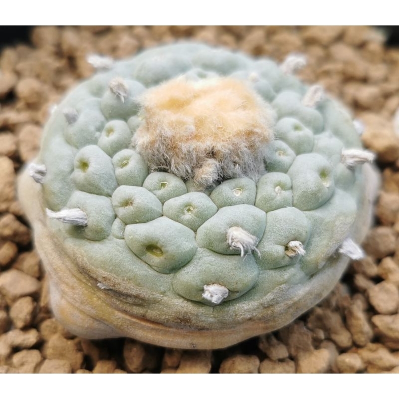 小疣銀冠玉的價格推薦- 2026年2月| 比價比個夠BigGo