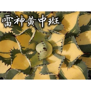 雷神黃中斑 一物一拍 龍舌蘭科 多肉 陽光美錦DAYLIGHT PLANTS