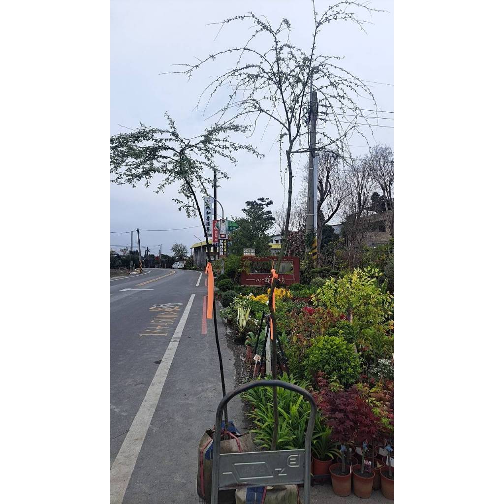 巴西地毯草訂單巴西地毯草訂單