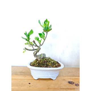 毅盆．一寸法師梔子花【盆景毅術】