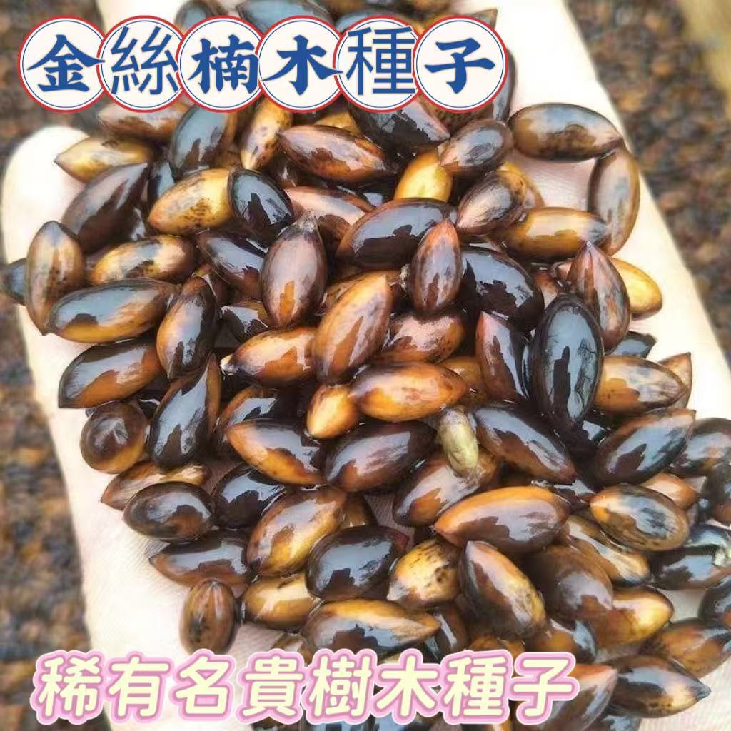 💥蝦皮熱銷💥金絲楠木樹種子 稀有名貴樹木種子 小葉赤楠樹種子四季常綠 盆栽植物  招財鎮宅 比香水還香 辦公室盆栽