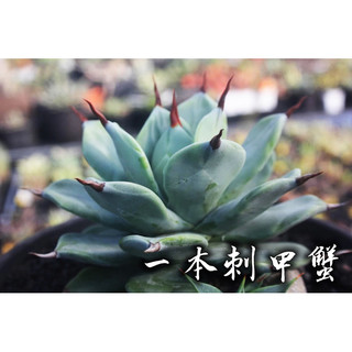 一本刺甲蟹 一物一拍 龍舌蘭科 多肉 陽光美錦DAYLIGHT PLANTS