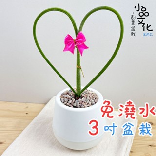 【小品文化】棒葉虎尾蘭【現貨】3吋雪胖免澆水盆栽 室內植物 懶人盆栽 水培植物 水培盆栽 室內盆栽 觀葉植物