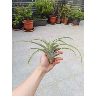 空氣鳳梨：卡比銀玫瑰x電捲（實拍，大肥芽，可以養成包子）