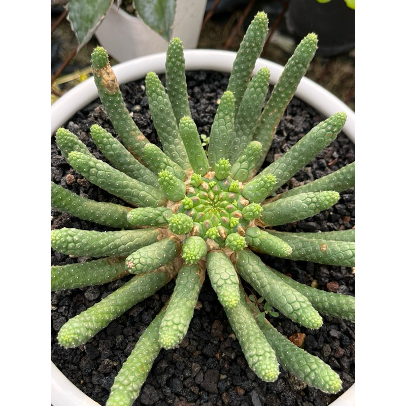 【閻魔大戟】Euphorbia esculenta/實生/閻魔麒麟/閻魔大戟/大戟科/美杜莎型