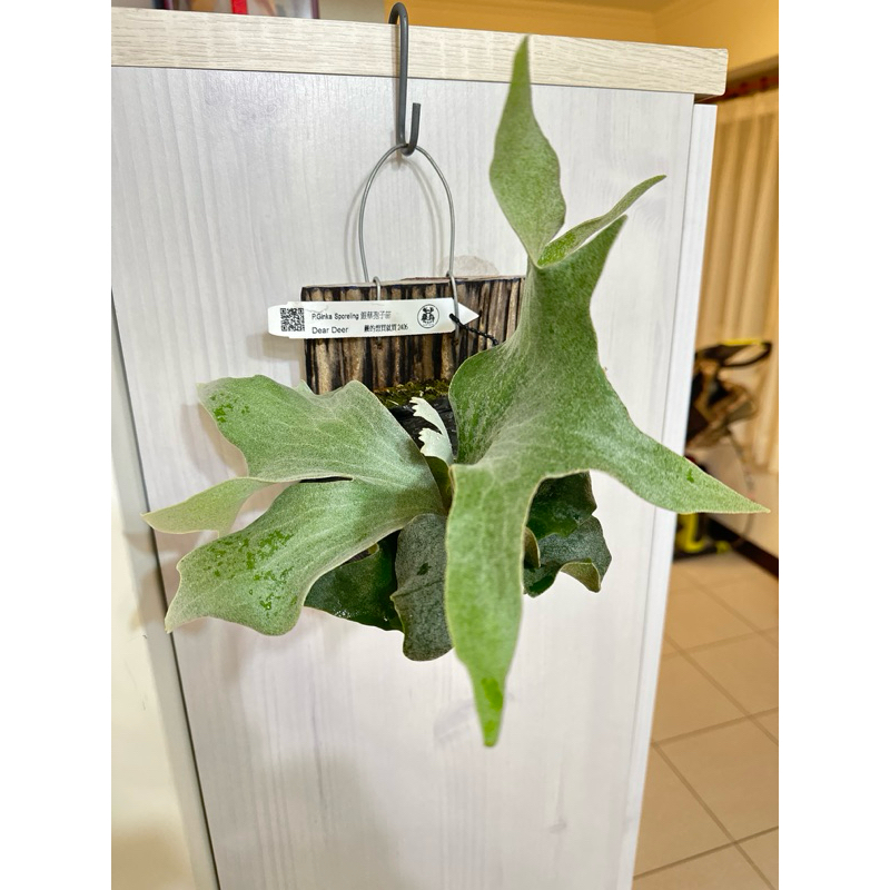 Ginka鹿角蕨的價格推薦- 2025年11月| 比價比個夠BigGo