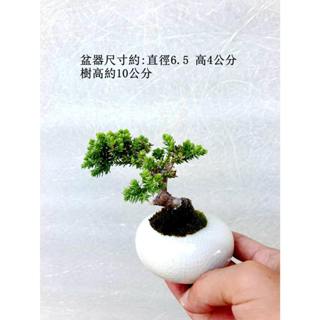 珍珠柏 松柏 迷你盆栽 豆盆