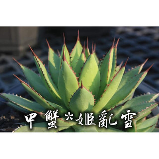 甲蟹*姬亂雪 一物一拍 龍舌蘭科 多肉 陽光美錦DAYLIGHT PLANTS