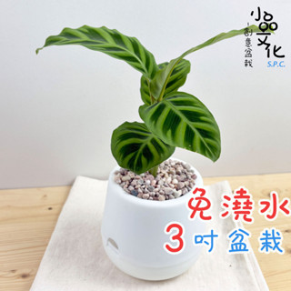【小品文化】美人蕉竹芋【現貨】3吋雪胖免澆水盆栽 室內植物 辦公室盆栽 懶人盆栽 水培植物 水培盆栽 植栽