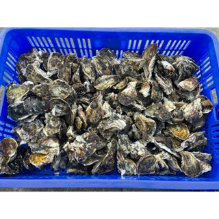 2025 🌟澎湖牡蠣（帶殼大）開始嘍 一臺斤$70