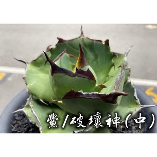 鱟/破壞神(中) 一物一拍 龍舌蘭科 多肉 陽光美錦DAYLIGHT PLANTS