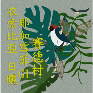 (2024) 獵豆工坊🐆衣索比亞 耶加雪菲 賽德村 單一小農批次 日曬G1 咖啡生豆 500G