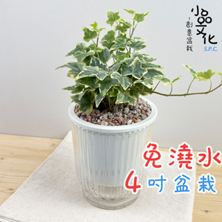 【小品文化】常春藤【現貨】4吋透明條紋免澆水盆栽 室內植物 室內盆栽 懶人盆栽 水培植物 水培盆栽 室內盆栽 觀葉植物