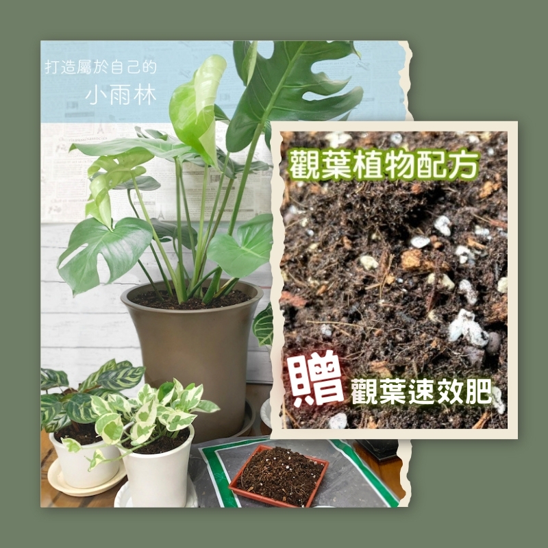 【達人配方】 觀葉植物專用栽培土 10公升 雨林植物配方 室內培養土 觀葉植物 龜背芋 蔓綠絨 攀爬【花園城堡】