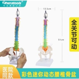 動態可活動脊椎骨盆模型迷你小脊椎彩色人體骨骼架教具