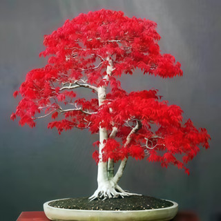 （2025新到貨）美國紅楓種子FS-5 大紅色楓樹種子四季易種禪意綠植盆景室內外觀賞種子盆栽觀葉植物種子