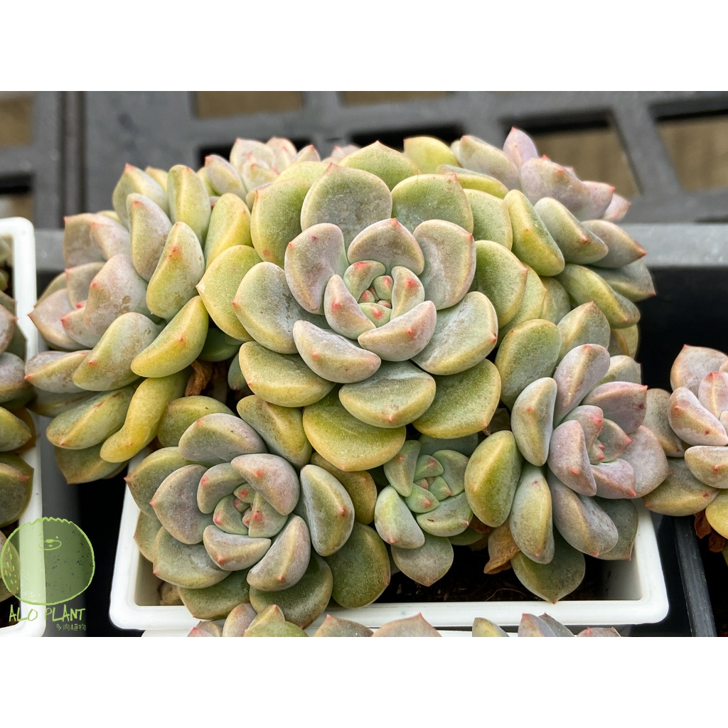 阿肉植物坊 🌵 小叮噹 🌵  多肉植物 | 景天科 | 療癒小物 | 台灣農場 | ALO PLANT