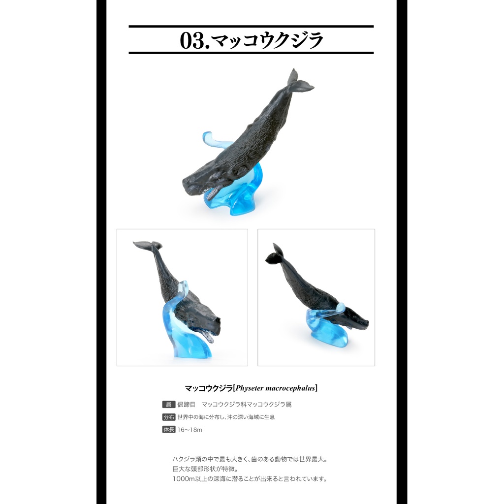 鯨魚圖鑑的價格推薦- 2026年1月| 比價比個夠BigGo