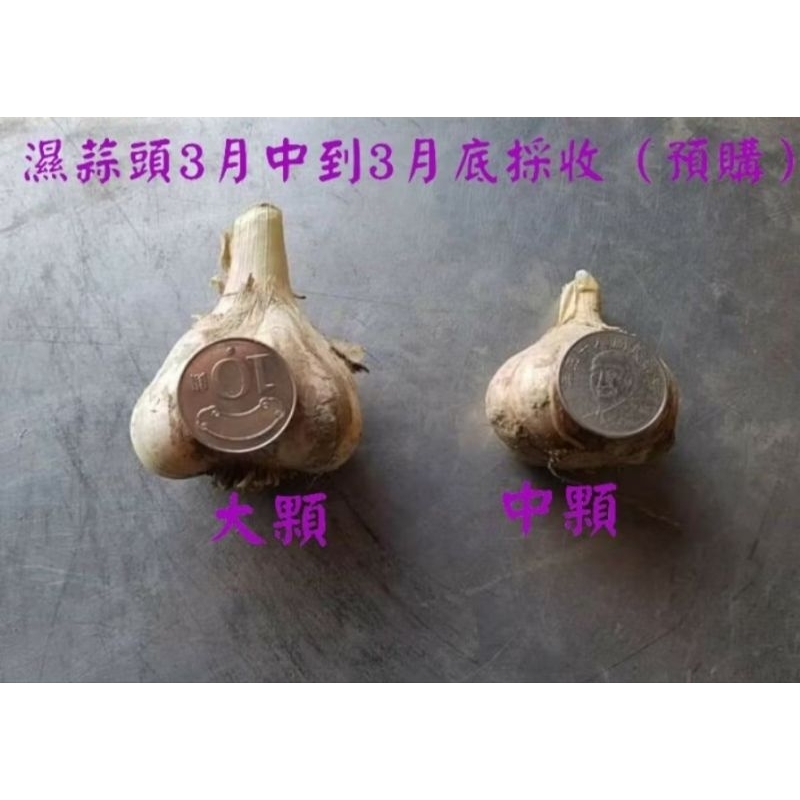 #雲林蒜頭 濕蒜頭大顆10斤900元（優惠免運費） 3月中到4月底採收慧軒農場