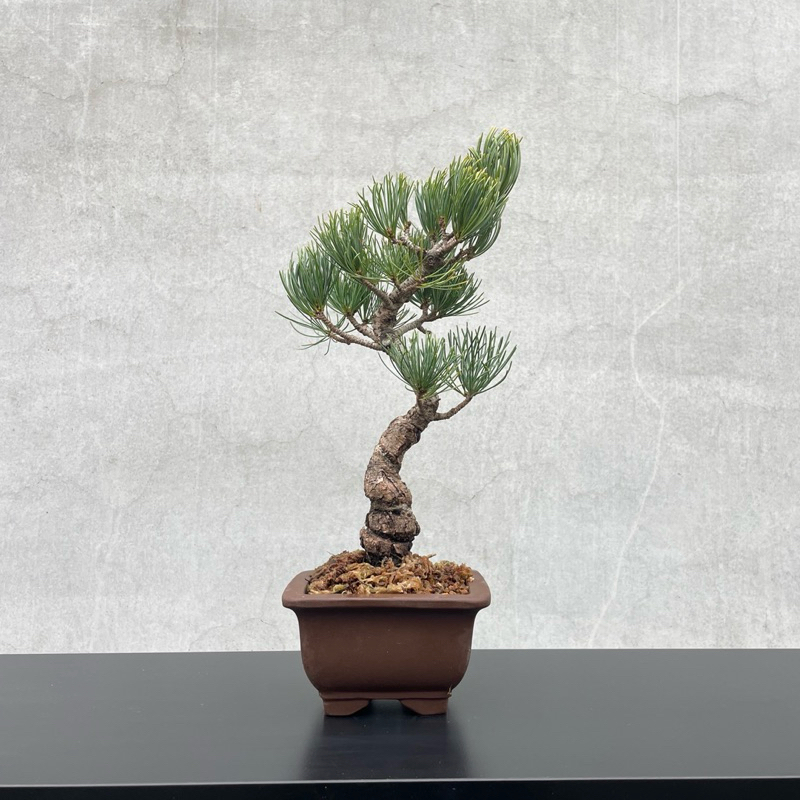 ⭕️【盆栽、松】五葉松、盆栽 、小品 至高の小品 五葉松の盆栽を販売｜盆栽妙 – 盆栽妙 本店