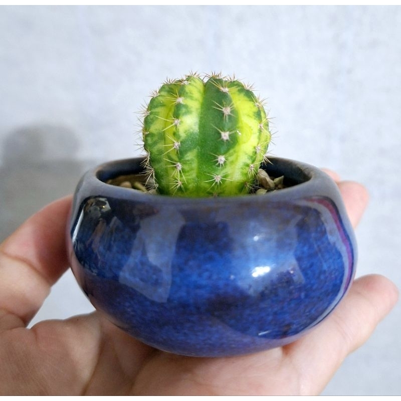 世界之圖錦 短毛丸錦 仙人掌 植栽 多肉 1吋盆