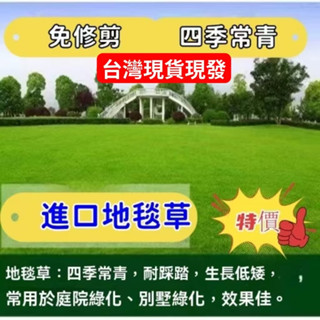 特價☛50克☛進口四季青草坪籽 草種子 草坪種子 地毯草四季播種四季常青耐寒耐旱免修剪矮生草籽護坡綠化草皮種子 草坪籽