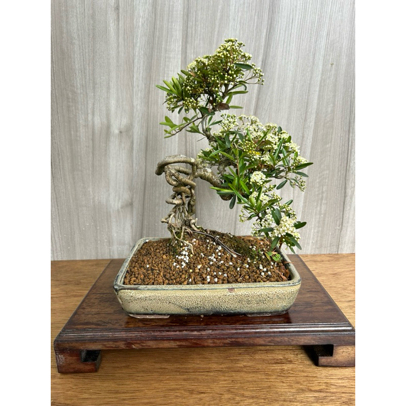 《夢花火》盆景-狀元紅絡根雕塑造型盆栽/植栽