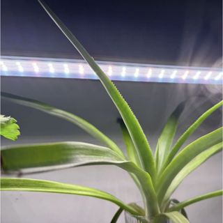 Sugar Daddy全光譜+植物燈PRO T8/T20 多肉 塊根 龍舌蘭 觀葉 鹿角蕨 上色防徒 燈管全光譜貴翔代工