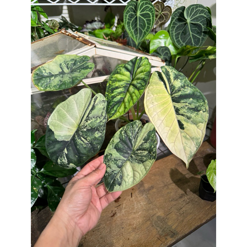 售封面母株、子球🌱極上美斑✨白斑青龍鱗觀音蓮｜白斑龍鱗🐲斑葉龍鱗｜