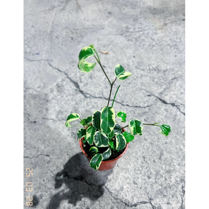 《JC小品園藝》斑葉捲葉榕3寸盆栽 – 迷人的室內綠意，點亮家居空間
