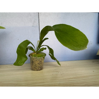 不知名鹿角蕨（品種搞混，蕨類植物，觀葉植物）
