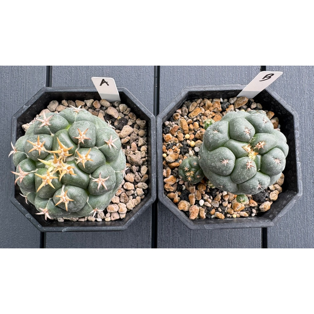 短豪刺象牙丸┃仙人掌┃一物一拍┃植人森林 多肉植物