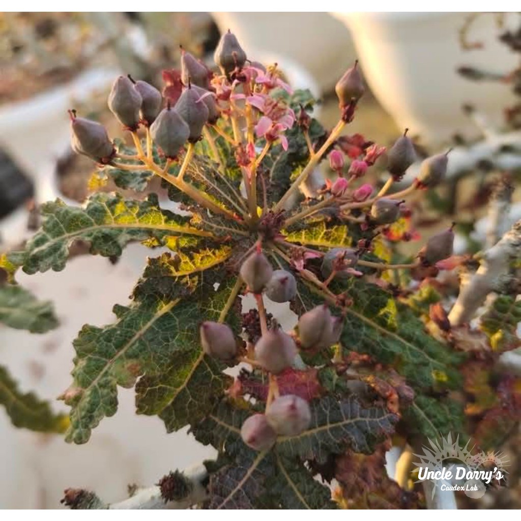 【大利叔叔】 娜娜乳香 Boswellia nana 種子 夏型種 稀有 乳香木 塊根 多肉植物