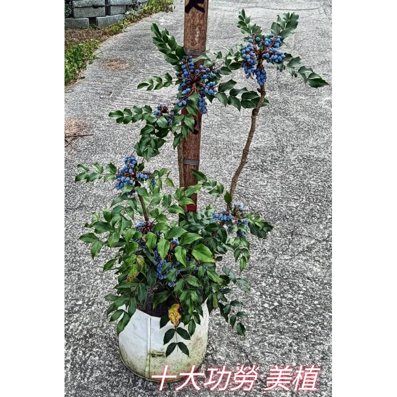 霏霏園藝十大功勞 美植 很老的樹可以藥用植物一棵特價2400元免運