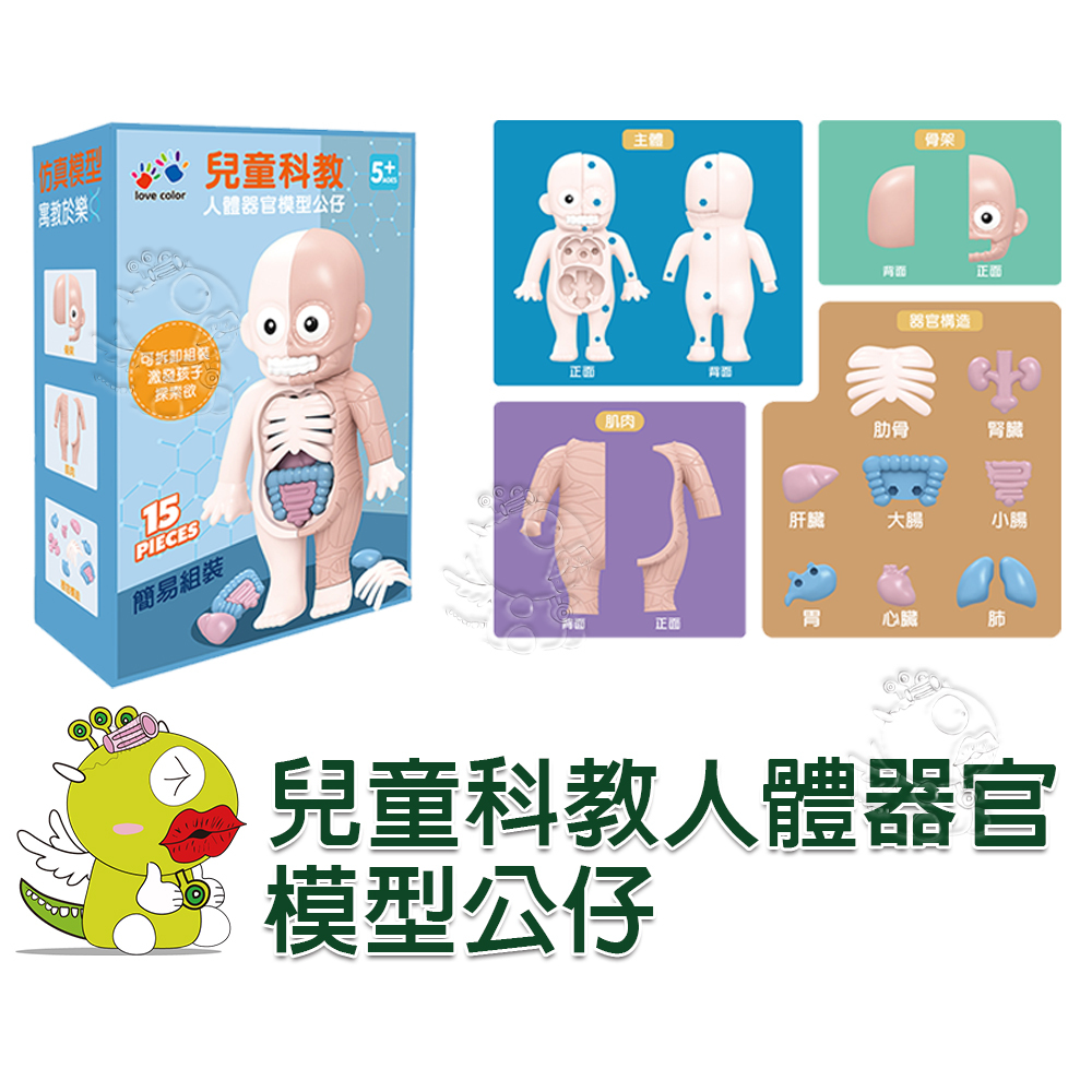 【啾愛你】兒童科教人體器官模型公仔 人體器官玩具 仿真模型