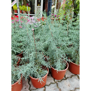 英宏 藍冰柏6寸 陽光植物 松柏植物 珍奇植物 宿霧藍
